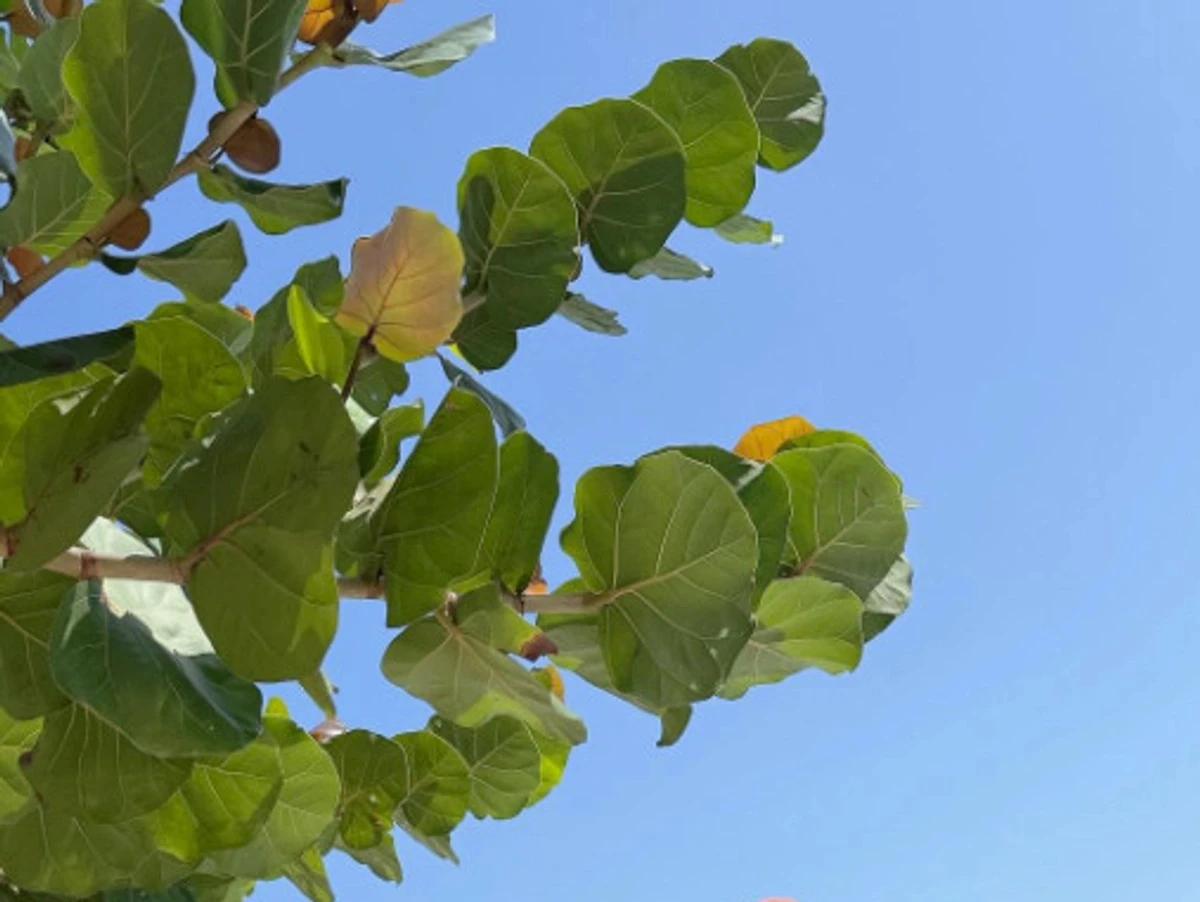 신지, 베트남서 드러낸 놀라운 각선미… 