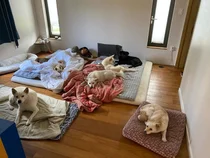 “即使一团糟也幸福”……李孝利，公开与爱犬的日常引发‘卫生争议’