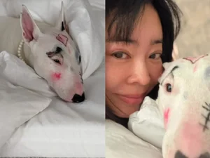반려견 얼굴에 색조 화장 낙서한 이혜영… 동물학대 논란