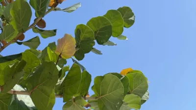 신지, 베트남서 드러낸 놀라운 각선미… 