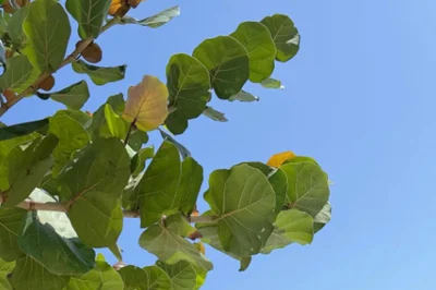 신지, 베트남서 드러낸 놀라운 각선미… 