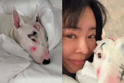 반려견 얼굴에 색조 화장 낙서한 이혜영… 동물학대 논란