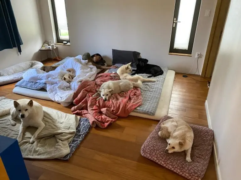 이효리와 반려견 일상